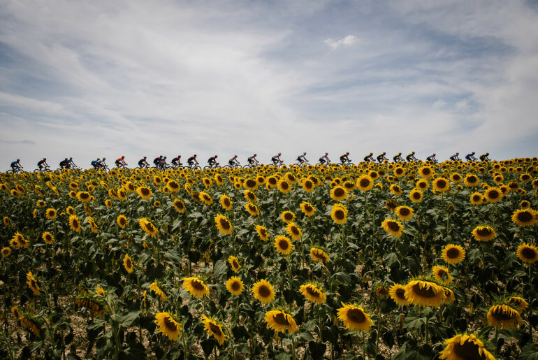 cyclist with sunflowers